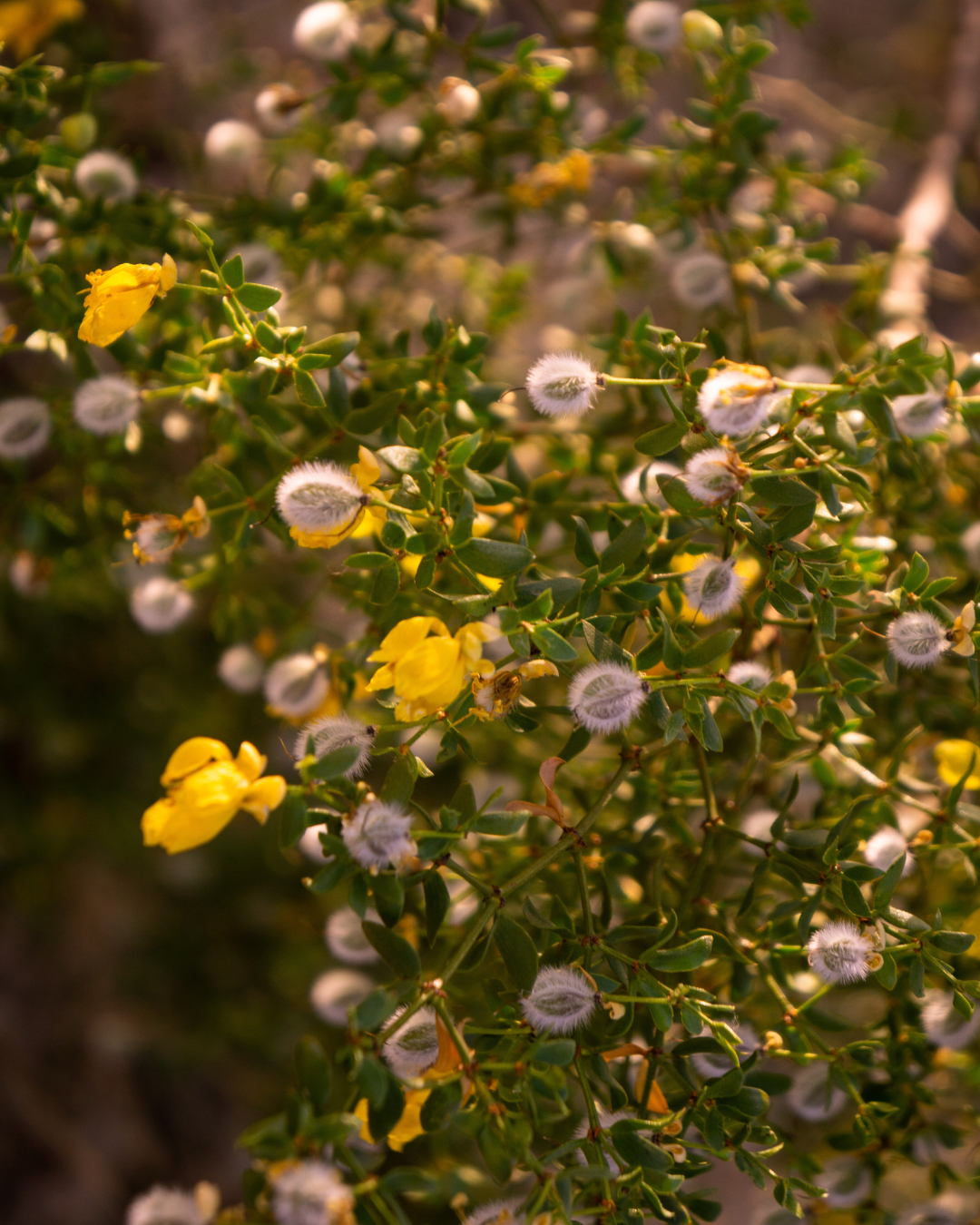 Creosote Bush in the Sonoran Desert