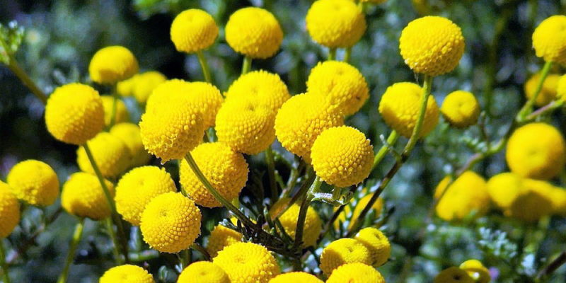 Bright yellow, round flowers of tansy growing in a cluster, surrounded by green foliage.